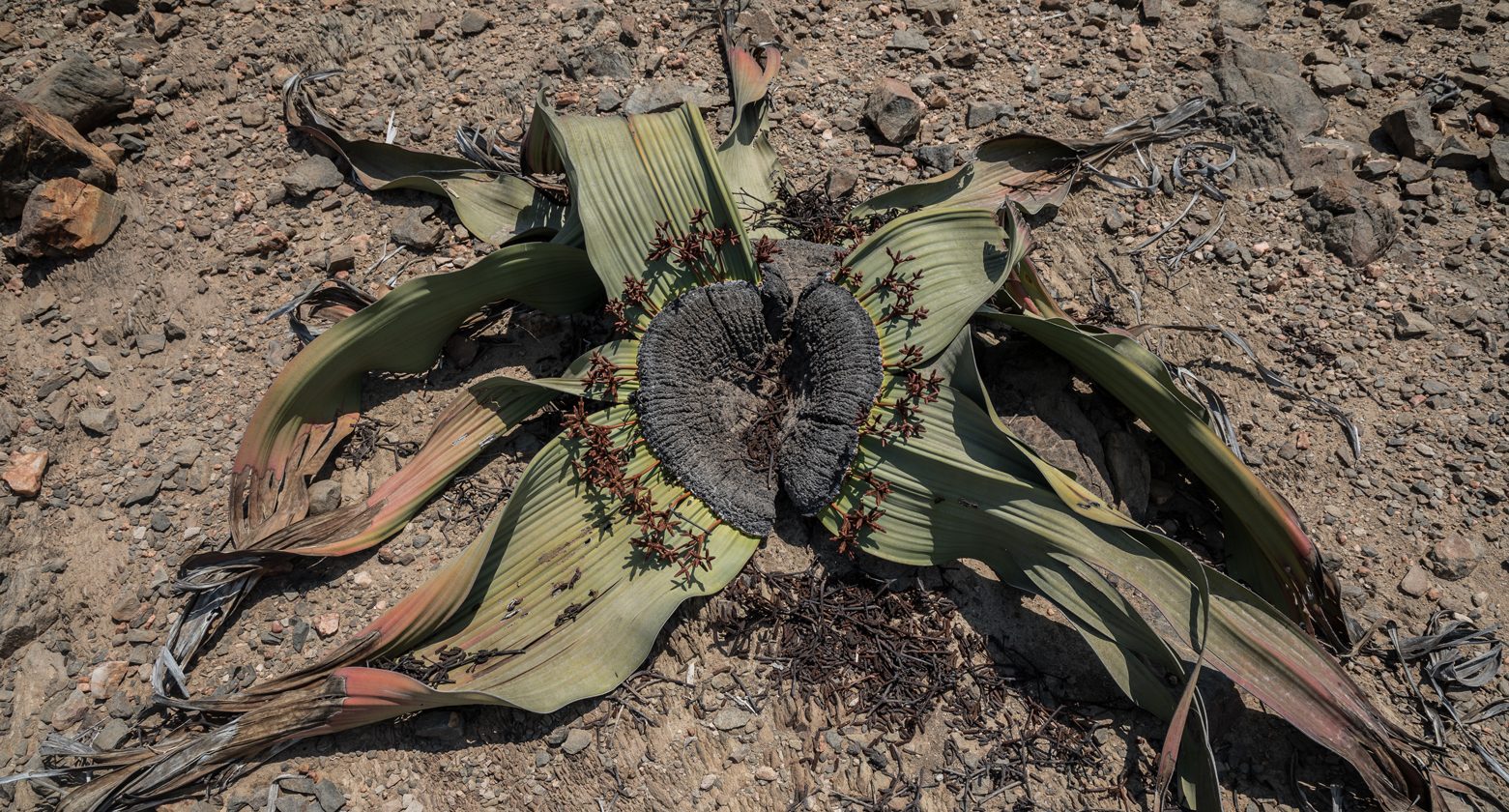 travel to Angola to see Welwitschia I viajar a Angola para ver la welwitschia